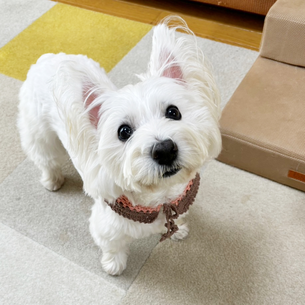 卒業犬ベラちゃんの近況♪
